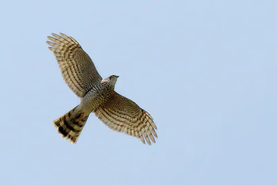 ქორისებრი მიმინო (Accipiter nisus) — მთელი წლის რეზიდენტი და მიგრანტი საქართველოში — Christian Knoch