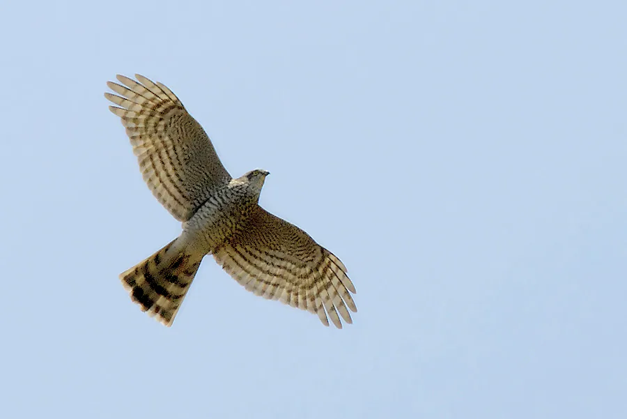 მიმინო (Accipiter nisus) — მთელი წლის რეზიდენტი და მიგრანტი საქართველოში — Christian Knoch
