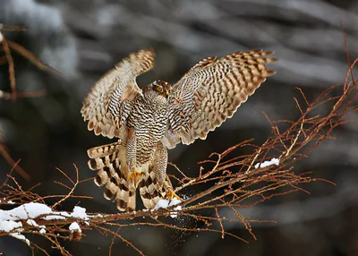 ქორისებრი მიმინო (Accipiter nisus) — ჰერალეცი — Martin Mecnarowski