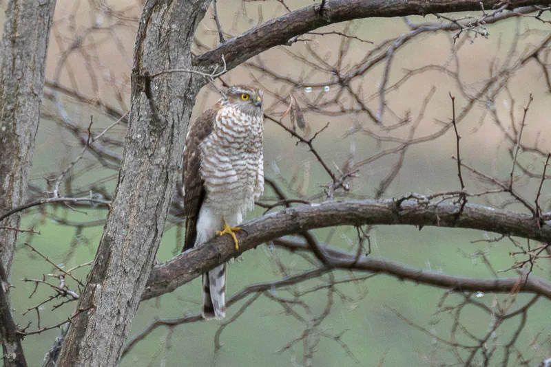 Eurasian sparrowhawk (Accipiter nisus) — Dedoplistskaro — Nikita Tiunov