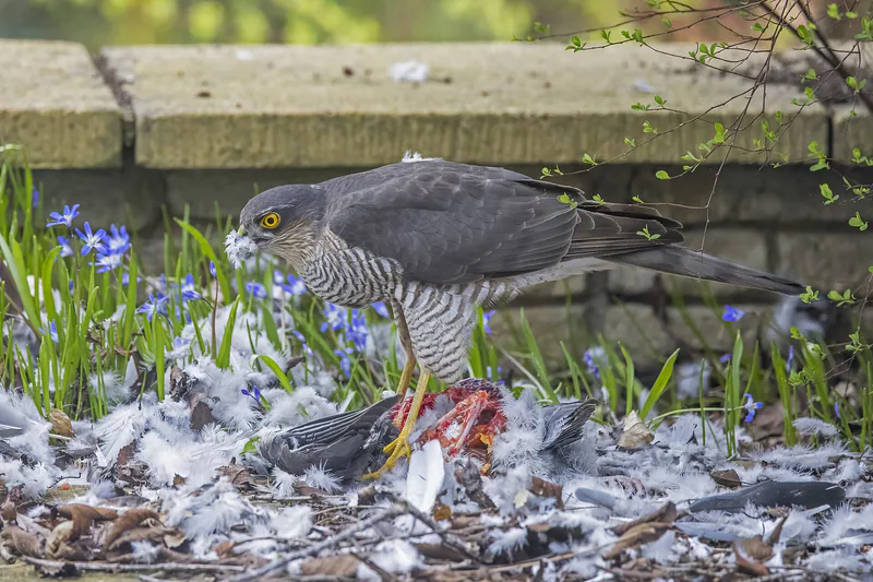 ქორისებრი მიმინო (Accipiter nisus) — კამნორ ჰილი, ოქსფორდშირი — Charles J. Sharp
