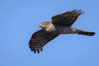 მიმინო (Accipiter nisus) — სოხუმი — Vladimir Belinsky