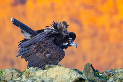 Cinereous vulture (Aegypius monachus) — Year-round resident and migrant in Georgia