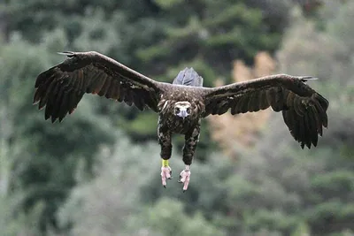 Cinereous vulture (Aegypius monachus) — Year-round resident and migrant in Georgia