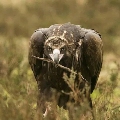 Cinereous vulture (Aegypius monachus) — Year-round resident and migrant in Georgia