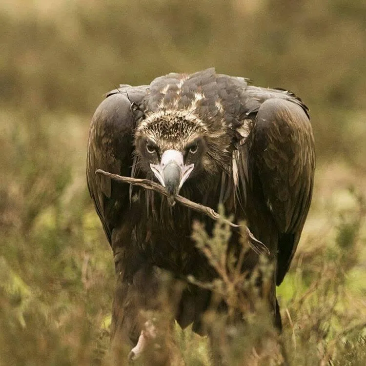 Cinereous vulture (Aegypius monachus) — Breeds in Georgia; recorded year-round and on passage