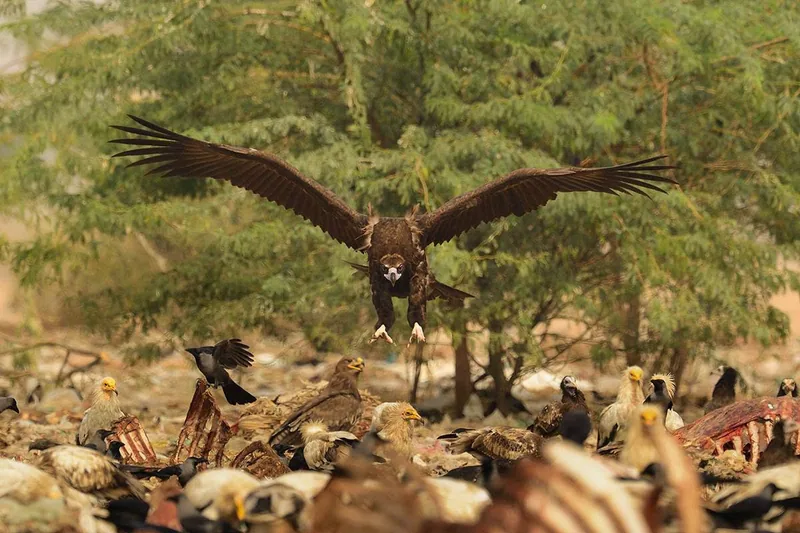 Cinereous vulture (Aegypius monachus) — Year-round resident and migrant in Georgia