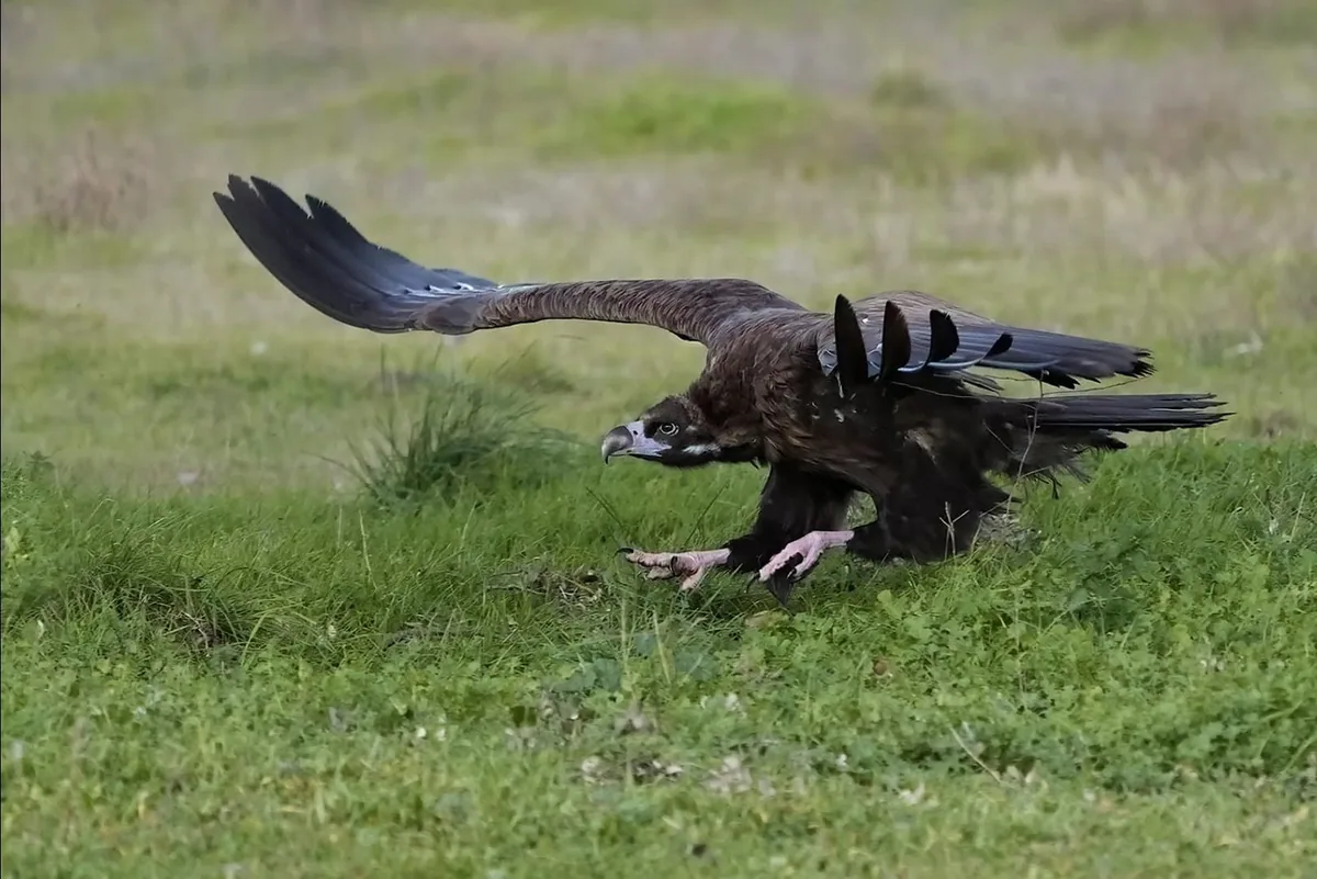 Cinereous vulture (Aegypius monachus) — Breeds in Georgia; recorded year-round and on passage