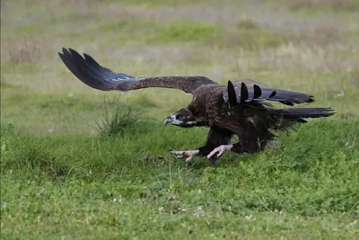 Cinereous vulture (Aegypius monachus) — Year-round resident and migrant in Georgia
