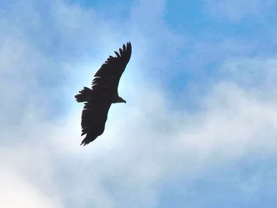 Cinereous vulture (Aegypius monachus) — Algertis National Park — Alexander Abuladze