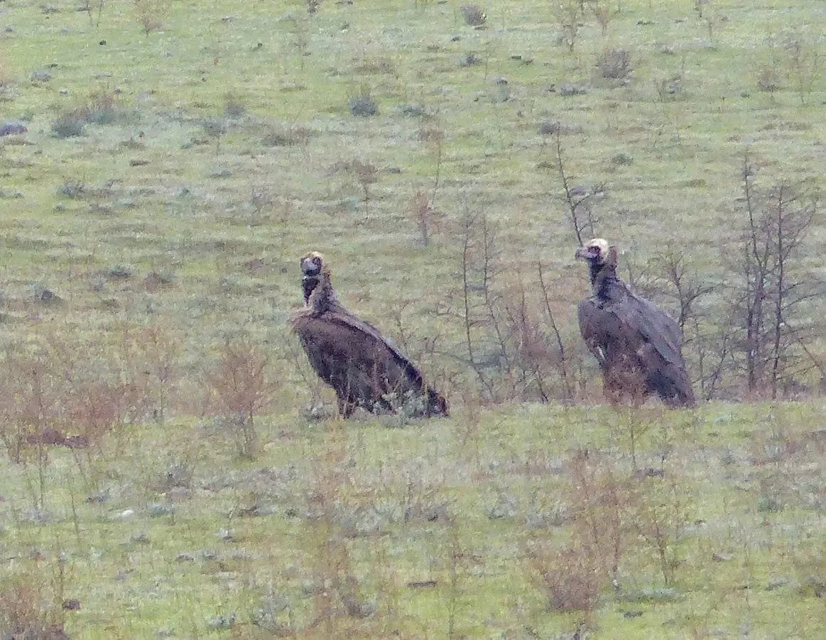 Cinereous vulture (Aegypius monachus) — Chachuna — Nika Kerdikoshvili