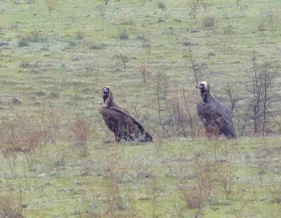 Cinereous vulture (Aegypius monachus) — ჩაჩუნა