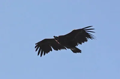 Cinereous vulture (Aegypius monachus) — Vashlovani protected areas — Zura Javakhishvili