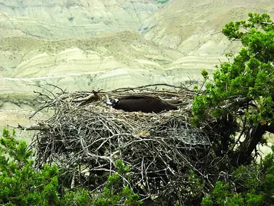 Cinereous vulture (Aegypius monachus) — Vashlovani protected areas — Zura Javakhishvili