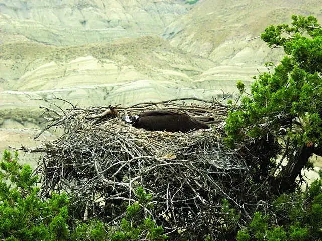 Cinereous vulture (Aegypius monachus) — Vashlovani protected areas — Zura Javakhishvili