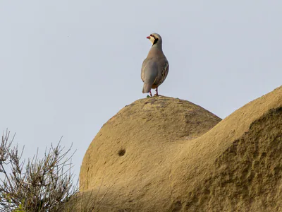 Кеклик (Alectoris chukar) — საგარეჯო — Attila Steiner