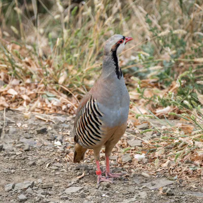Кеклик (Alectoris chukar) — ძველი თბილისი — Daria Semenova
