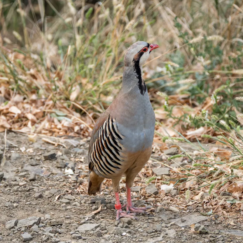 Кеклик (Alectoris chukar) — ძველი თბილისი — Daria Semenova