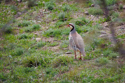 Кеклик (Alectoris chukar) — დედოფლისწყარო — გიორგი ნაცვლიშვილი