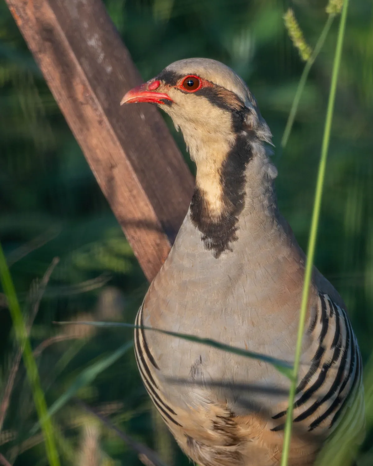 კაკაბი (Alectoris chukar) — ძველი თბილისი — gogopopo