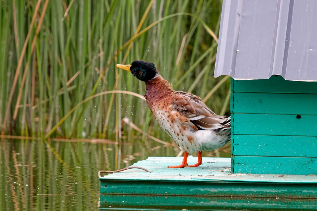 Mallard (Anas platyrhynchos) Year-round resident, migrant and winter visitor in Georgia