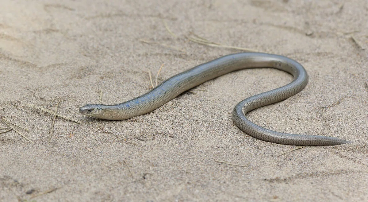 Colchis Slow Worm (Anguis colchica) — Georgia