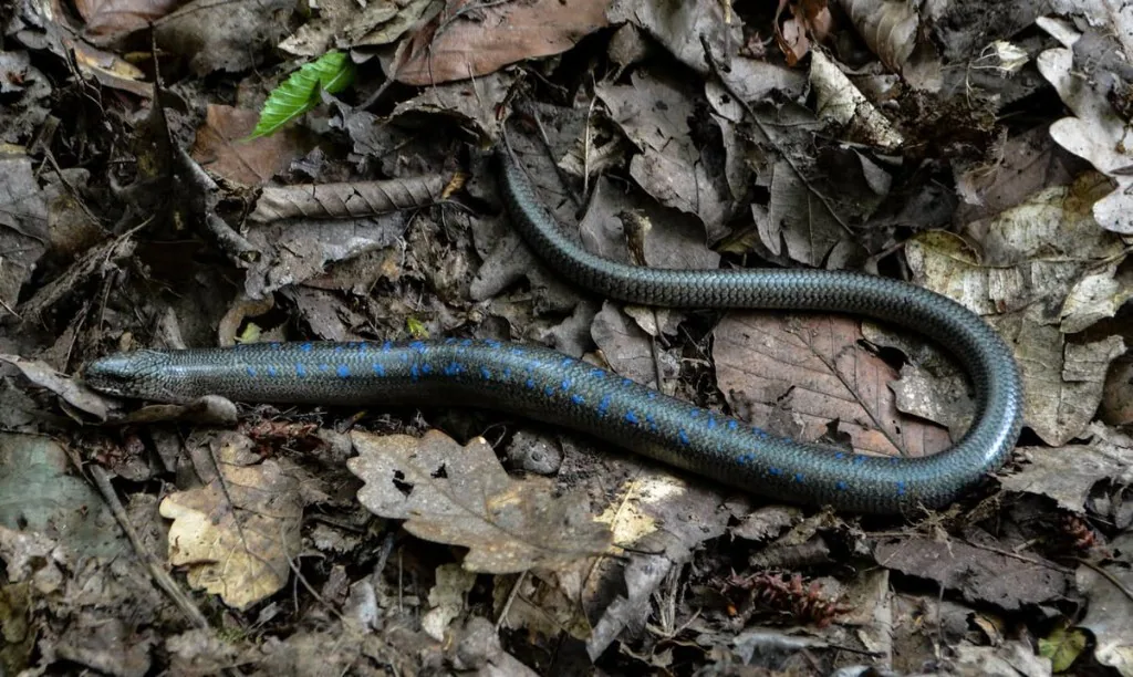 Colchis Slow Worm (Anguis colchica) — Borjomi-Kharagauli National Park — ზაური ხაჩიძე