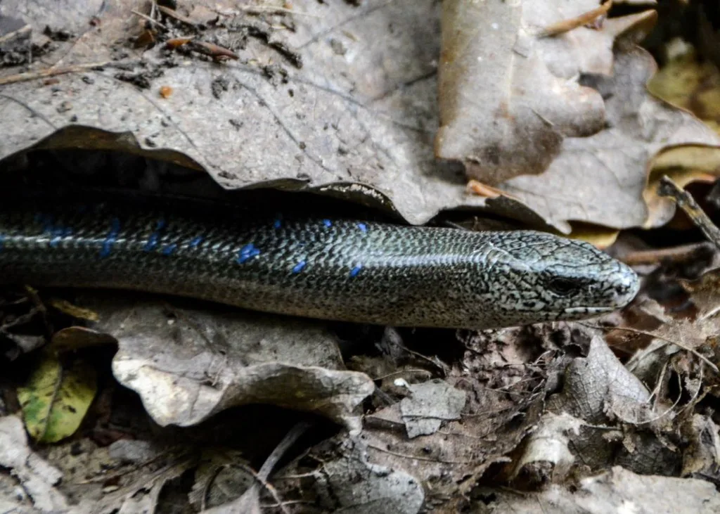 Colchis Slow Worm (Anguis colchica) — Borjomi-Kharagauli National Park — ზაური ხაჩიძე