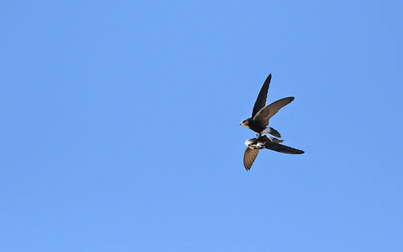 Common swift (Apus apus) — Chipiona, Cádiz — Christoph Moning