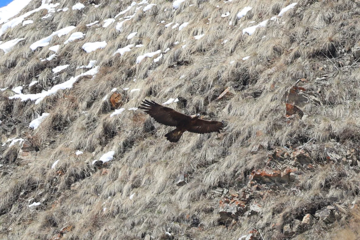 Golden eagle (Aquila chrysaetos) — Kazbegi — Alexander Tiepsman
