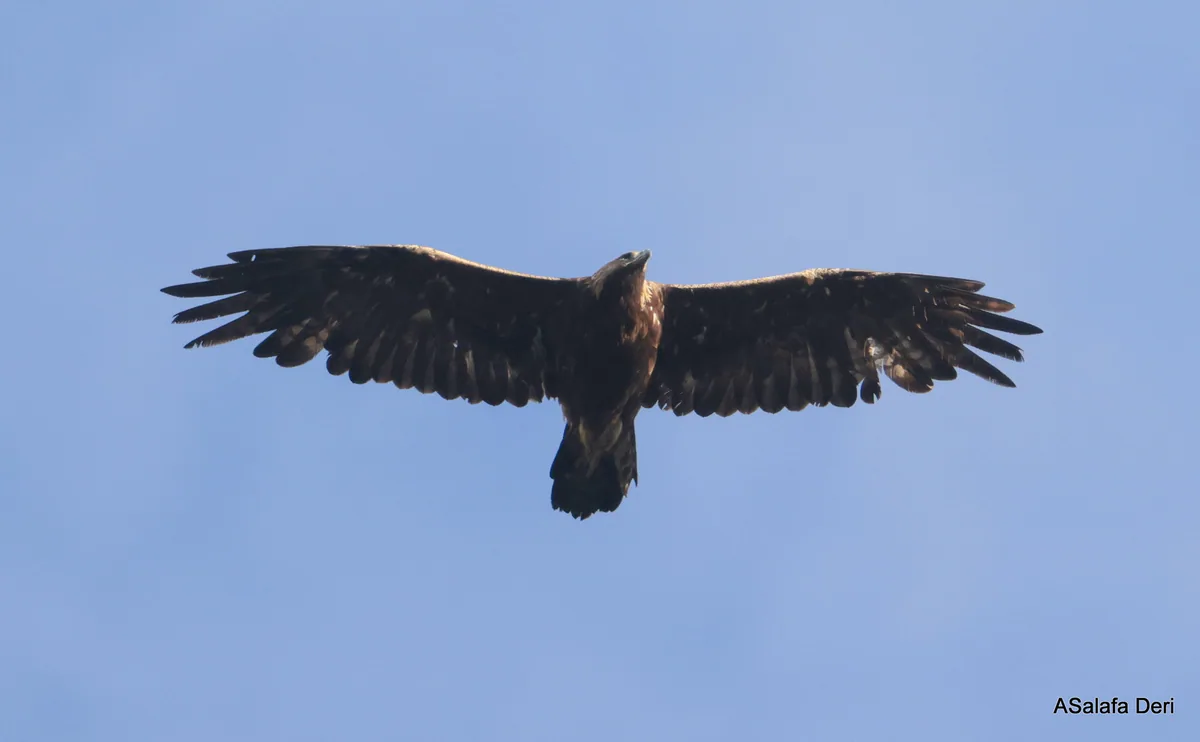 Golden eagle (Aquila chrysaetos) — Stepantsminda — Fanis Theofanopoulos