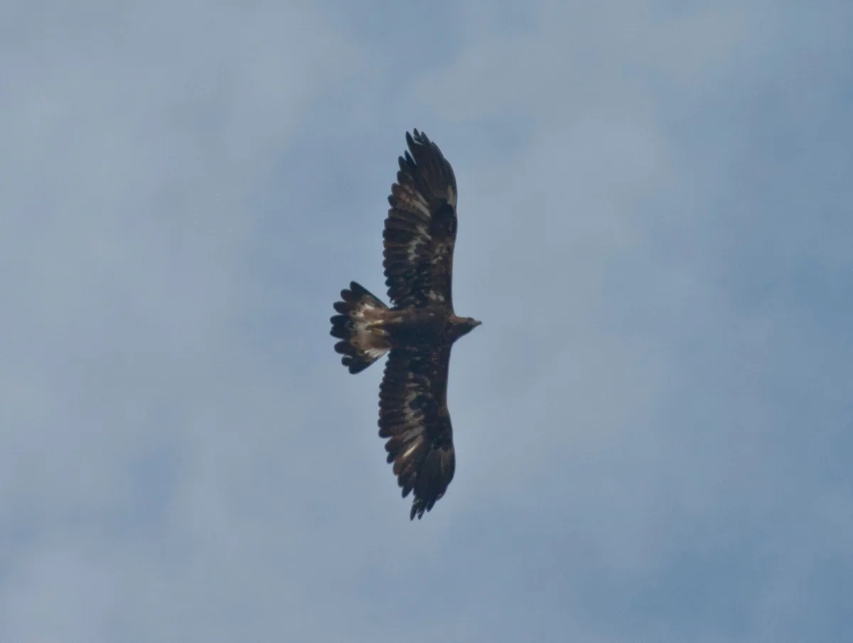 Golden eagle (Aquila chrysaetos) — Akhmeta — Frank Walther
