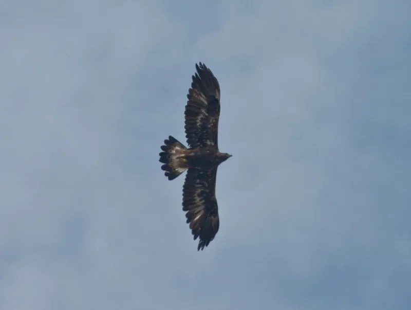 Golden eagle (Aquila chrysaetos) — Akhmeta — Frank Walther