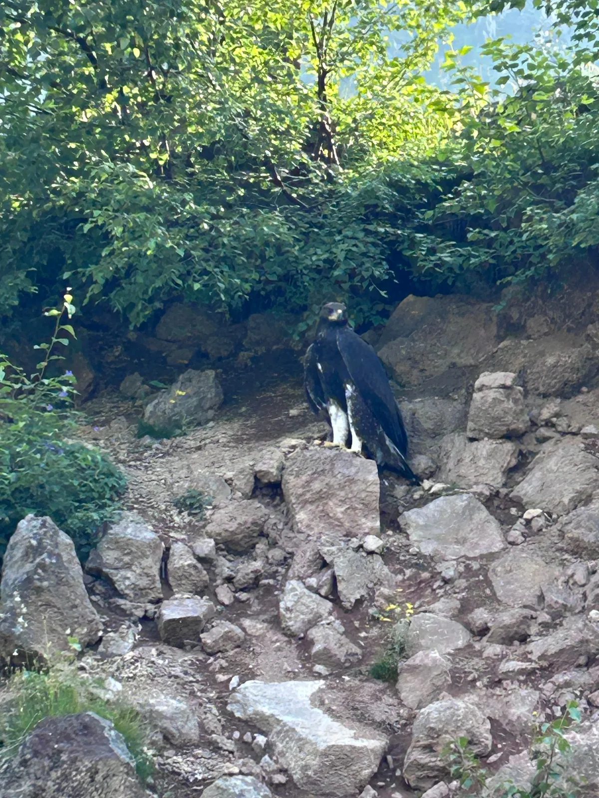 Golden eagle (Aquila chrysaetos) — Mtskheta–Mtianeti — rodenberger