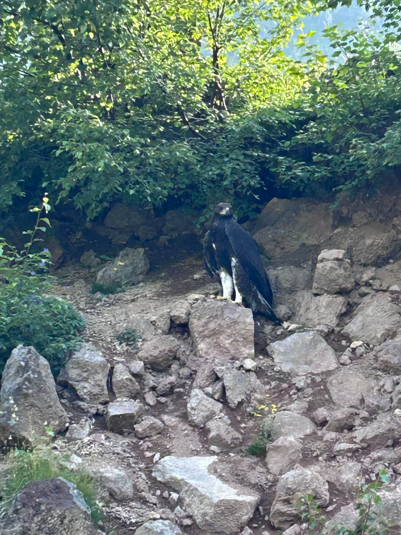 Golden eagle (Aquila chrysaetos) — Mtskheta–Mtianeti — rodenberger