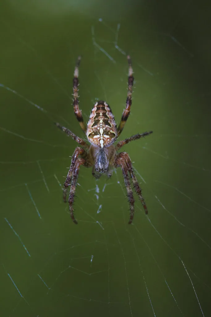 ჩვეულებრივი ჯვრიანა (Araneus diadematus) ჩანაწერების მქონე რეგიონები იხილეთ რუკის ცხრილში