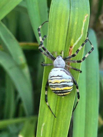 Аргиопа Брюнниха (Argiope bruennichi) — Западные и восточные низменности — Anamarija Koprivnjak