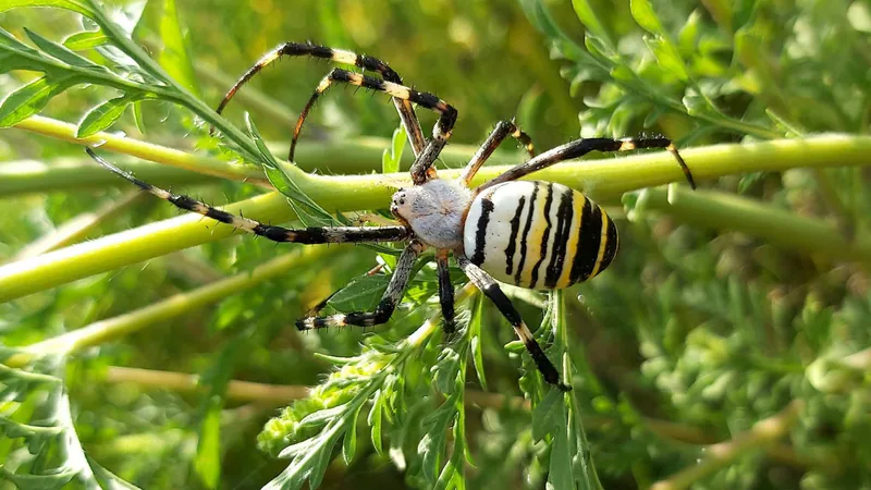 Аргиопа Брюнниха (Argiope bruennichi) — Западные и восточные низменности — ნიკა გაგლოშვილი