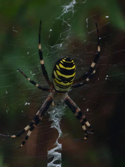 Аргиопа Брюнниха (Argiope bruennichi) — Западные и восточные низменности — რამო გოგიტიძე