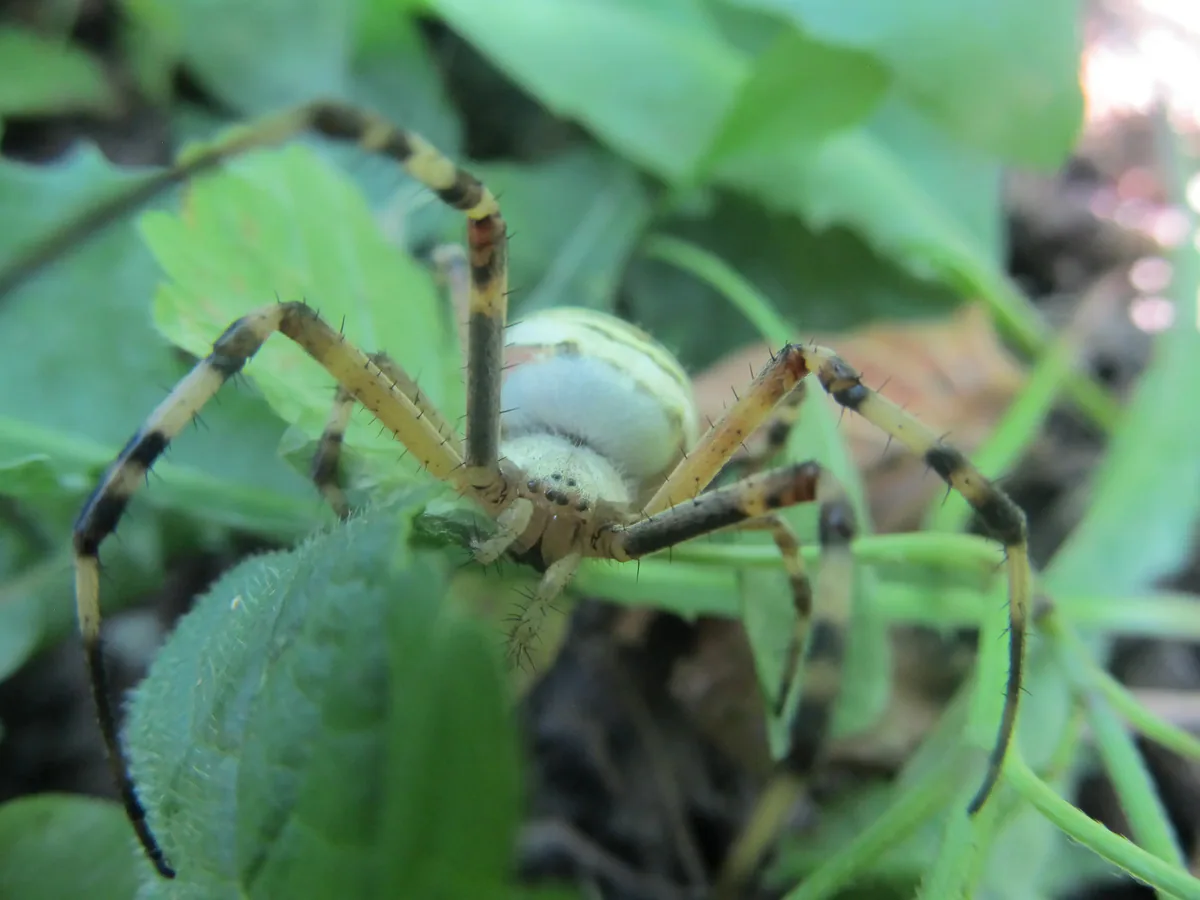 Аргиопа Брюнниха (Argiope bruennichi) — Васико Беридзе