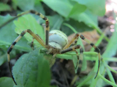 Аргиопа Брюнниха (Argiope bruennichi) — Западные и восточные низменности — ვასიკო ბერიძე