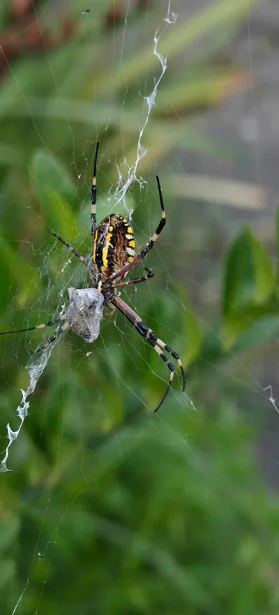 Eşekarısı örümceği (Argiope bruennichi)