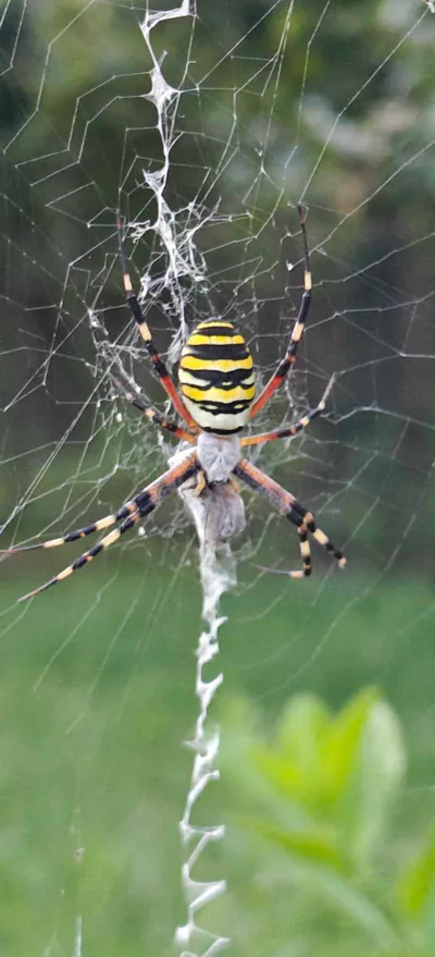 Eşekarısı örümceği (Argiope bruennichi)