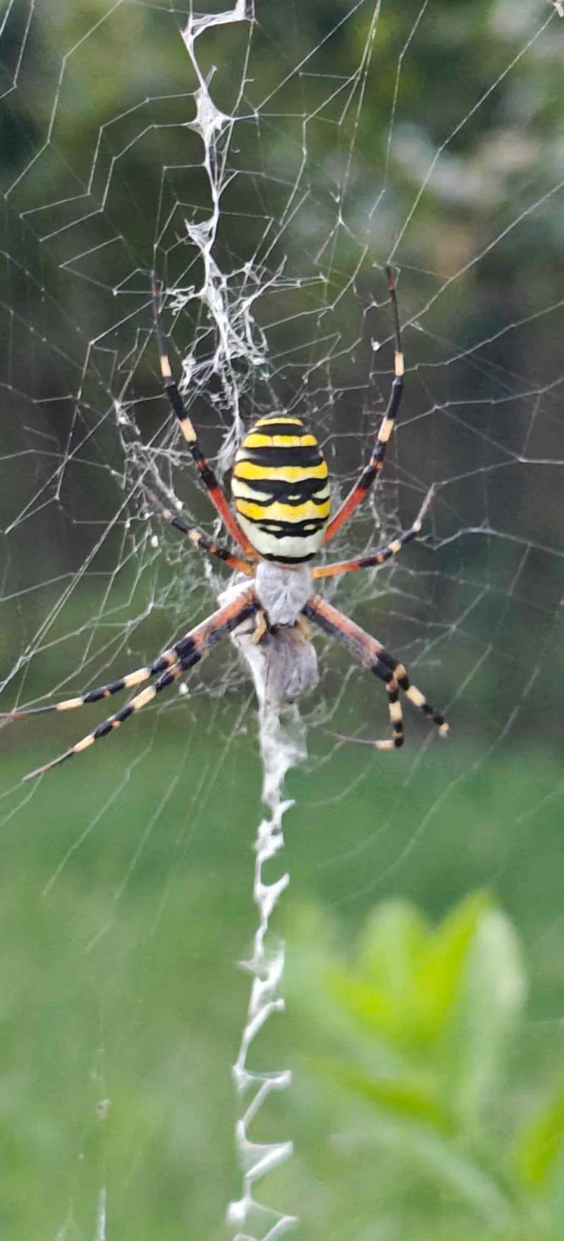 არგიოპა (Argiope bruennichi)