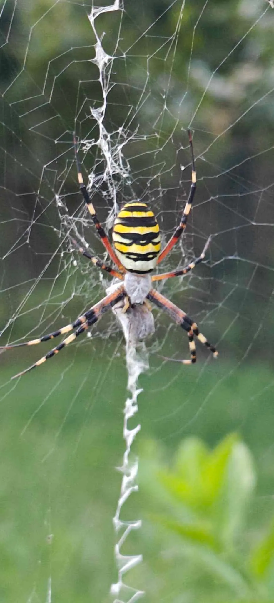 Аргиопа Брюнниха (Argiope bruennichi) — Близко к дикой природе