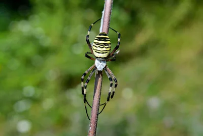 Аргиопа Брюнниха (Argiope bruennichi) — ბორჯომ-ხარაგაულის ეროვნული პარკი