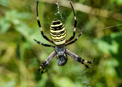 Аргиопа Брюнниха (Argiope bruennichi) — ბორჯომ-ხარაგაულის ეროვნული პარკი