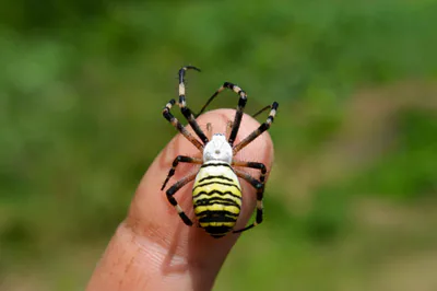 Аргиопа Брюнниха (Argiope bruennichi) — ბორჯომ-ხარაგაულის ეროვნული პარკი