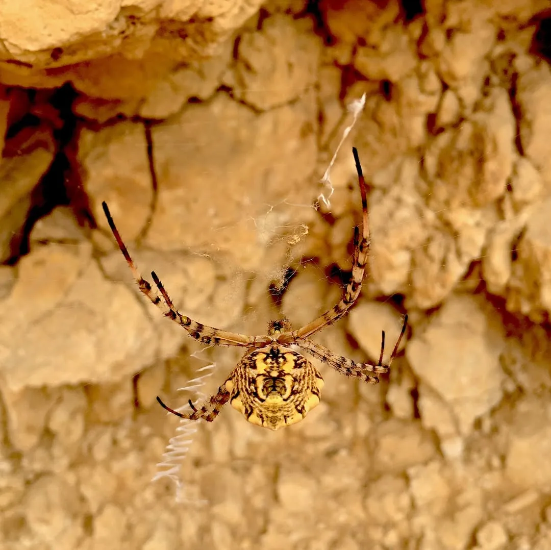Аргиопа дольчатая (Argiope lobata) — Израиль