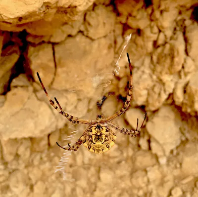 Аргиопа дольчатая (Argiope lobata) — ისრაელი
